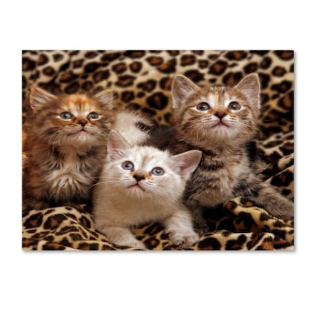 Mike Jones Photo 'Kittens 3' Canvas Art,24x32